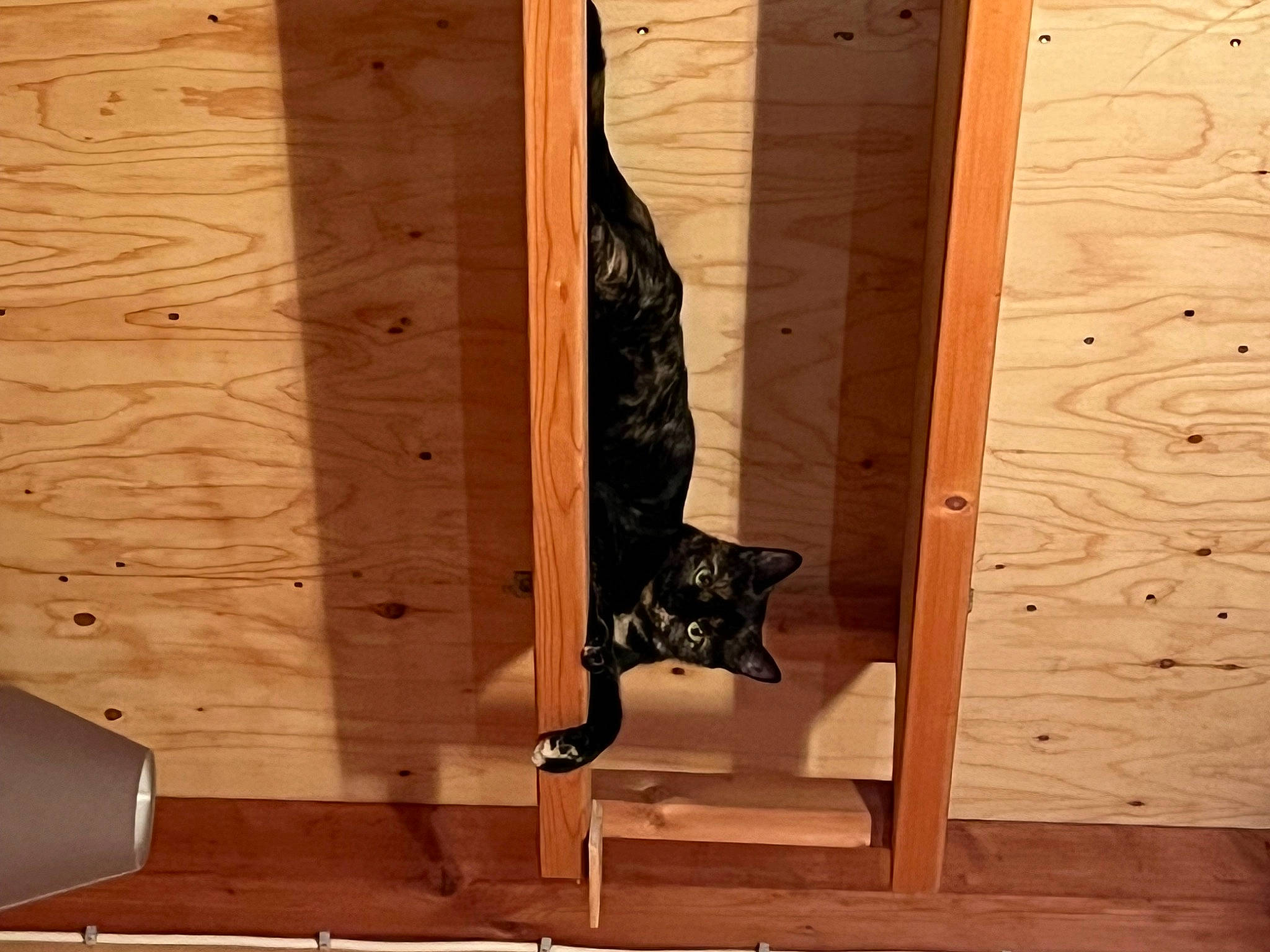 Neige a rejoint le concours — aidez-le/la à gagner de superbes lots ! boot, brown, carnivore, cat, fawn, felidae, floor, flooring, hardwood, human_leg, outdoor_shoe, plank, plywood, small_to_medium_sized_cats, stairs, thigh, varnish, window, wood, wood_stain