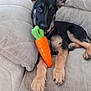 Diana-Bluejay is registered to the contest to win money with this photo: dog, puppy, toy, carrot, couch, beige, indoor, pet, animal, cute, ears, paws, fur, relaxed, home, living_room, playful, young, looking, resting