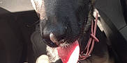 Diana-Bluejay is registered to the contest to win money with this photo: dog, puppy, german_shepherd, car, vehicle_interior, tongue, sunlight, pet, collar, chain, close_up, brown_eyes, black_fur, tan_fur, ears, seat, human_leg, blue_jeans, footwear, happy