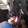 dog, puppy, german_shepherd, car, vehicle_interior, tongue, sunlight, pet, collar, chain, close_up, brown_eyes, black_fur, tan_fur, ears, seat, human_leg, blue_jeans, footwear, happy