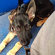 Diana-Bluejay joined the competition — help win amazing prizes! dog, puppy, german_shepherd, floor, blue, seat, leash, collar, ears, eyes, pet, indoor, waiting, cute, animal, canine, companion, young, resting, looking_up