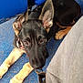 dog, puppy, german_shepherd, floor, blue, seat, leash, collar, ears, eyes, pet, indoor, waiting, cute, animal, canine, companion, young, resting, looking_up