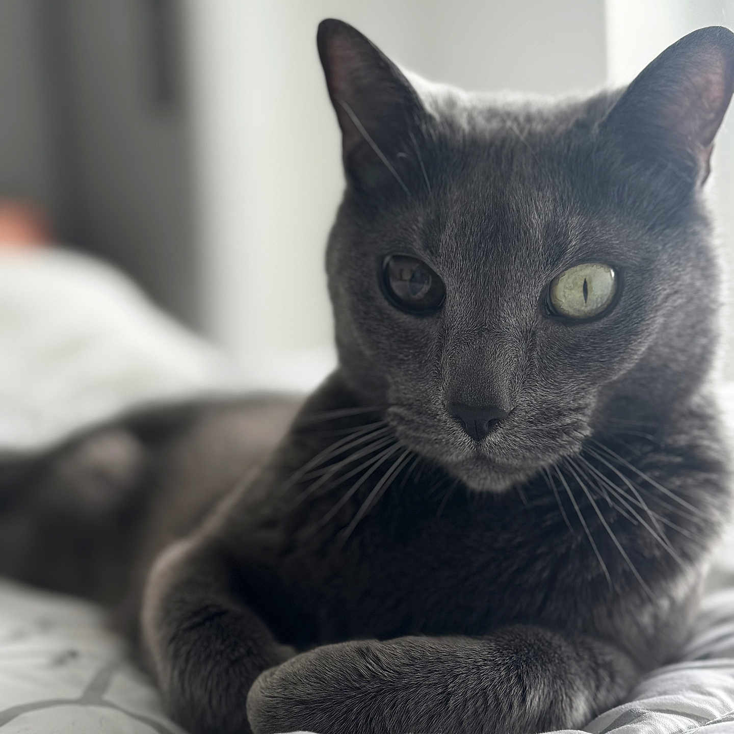 Oliver is registered to the contest to win money with this photo: animal, bed, blanket, cat, closeup, cozy, cute, domestic_cat, feline, gray_cat, heterochromia, indoor, lying_down, natural_light, pet, portrait, relaxed, sleepy, soft_fur, whiskers