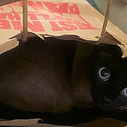 Ivy is registered to the contest to win money with this photo: cat, siamese_cat, paper_bag, indoor, curious, animal, pet, feline, brown, black, whiskers, eyes, face, playful, cozy, torn_paper, close_up, domestic_cat, resting, hidden