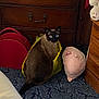 cat, siamese_cat, yellow_bag, plush_toy, blue_carpet, wooden_drawer, red_case, curious, indoor, pet, furniture, animal, sitting, wide_eyes, cozy, clutter, domestic, cute, alert, floor