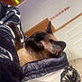 Ivy is registered to the contest to win money with this photo: cat, siamese_cat, blanket, indoor, resting, cozy, furniture, television, home, relaxation, soft_texture, animal, pet, fur, ears, whiskers, sleepy, comfort, living_room, domestic