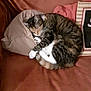 cat, sleeping, pillow, couch, cozy, tabby, white_paws, indoor, pet, feline, resting, curled_up, fur, domestic_animal, relaxation, home, comfort, animal, quiet, cute