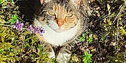 Smile a rejoint le concours — aidez-le/la à gagner de superbes lots ! cat, tabby, outdoor, sunlight, plants, flowers, purple_flowers, greenery, nature, relaxing, animal, fur, whiskers, paws, leafy, garden, pet, mammal, closeup, wildlife