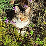 cat, tabby, outdoor, sunlight, plants, flowers, purple_flowers, greenery, nature, relaxing, animal, fur, whiskers, paws, leafy, garden, pet, mammal, closeup, wildlife