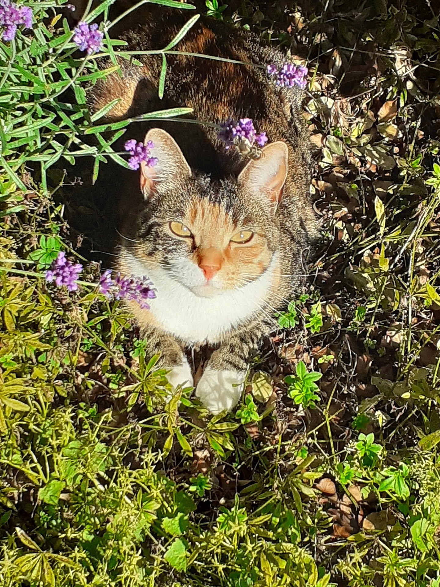 Smile a rejoint le concours — aidez-le/la à gagner de superbes lots ! cat, tabby, outdoor, sunlight, plants, flowers, purple_flowers, greenery, nature, relaxing, animal, fur, whiskers, paws, leafy, garden, pet, mammal, closeup, wildlife