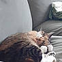 Smile participe au concours pour gagner de l'argent avec cette photo : cat, sleeping, couch, fur, paws, cozy, resting, indoor, pet, tabby, white_paws, feline, relaxed, home, animal, cute, soft, whiskers, nap, comfort