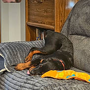 Henry is registered to the contest to win money with this photo: black_and_tan, blanket, books, couch, cozy, dog, domestic, furniture, indoor, living_room, pet, relaxing, resting, screen_capture, sleeping, technology, tongue_out, toy, video_call, wooden_bookshelf