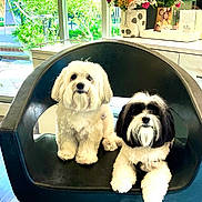 Finley And Remy joined the competition — help win amazing prizes! dogs, dog, puppies, small_dogs, fluffy, white_dog, black_and_white_dog, shih_tzu, maltese, pet, animal, sitting, chair, salon, indoor, flowers, bouquet, window, portrait, cute