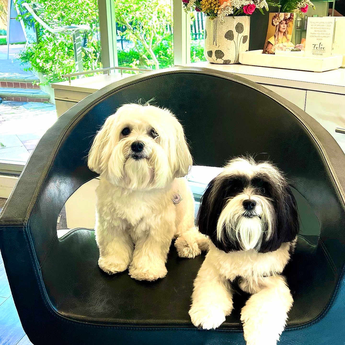 Finley And Remy joined the competition — help win amazing prizes! dogs, dog, puppies, small_dogs, fluffy, white_dog, black_and_white_dog, shih_tzu, maltese, pet, animal, sitting, chair, salon, indoor, flowers, bouquet, window, portrait, cute