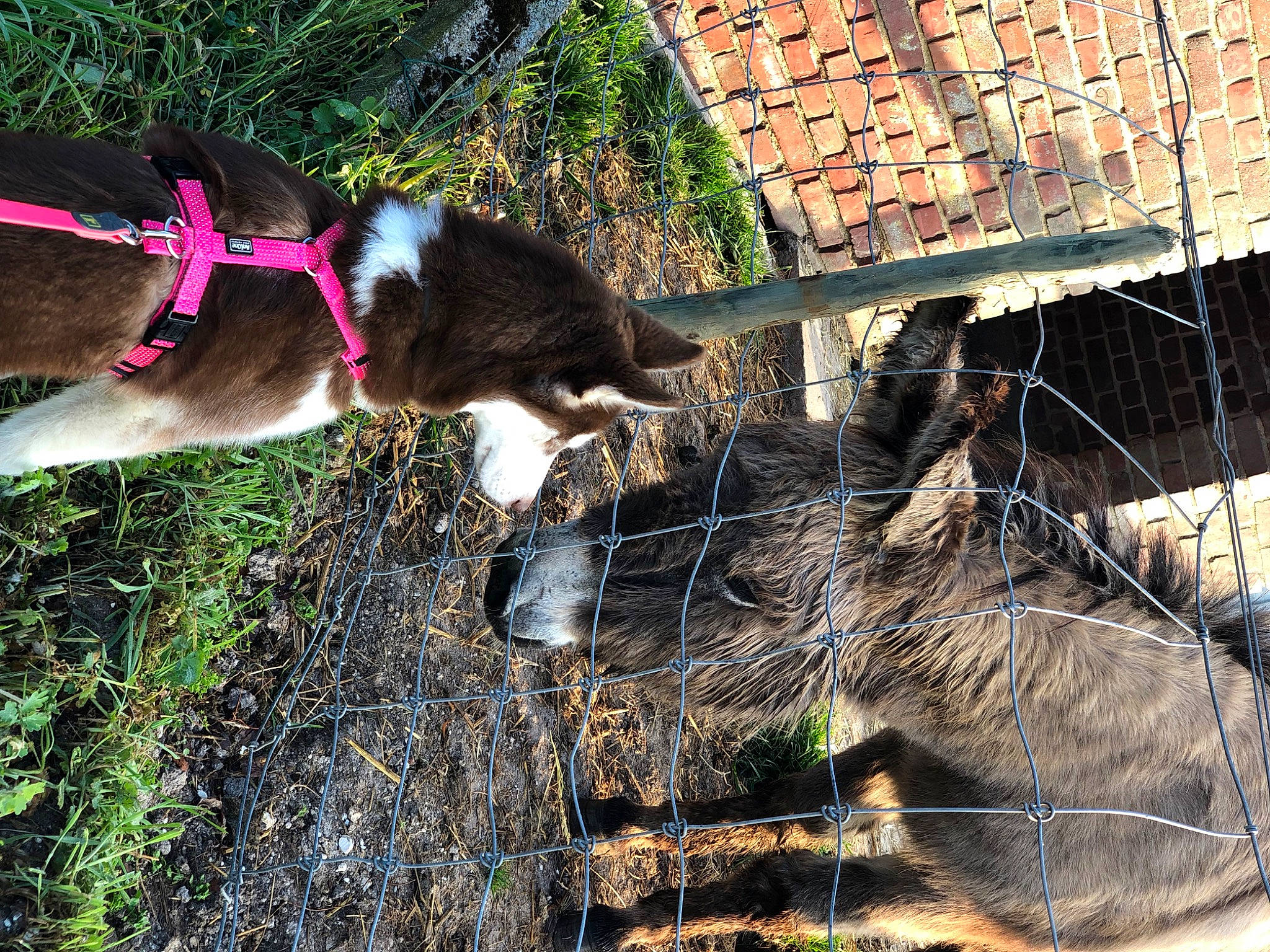 Siska a rejoint le concours — aidez-le/la à gagner de superbes lots ! canidae, carnivore, collar, dog, dog_breed, dog_collar, fawn, fence, fur, livestock, mesh, pet_supply, plant, snout, sporting_group, tail, terrestrial_animal, wire_fencing, wood, working_animal