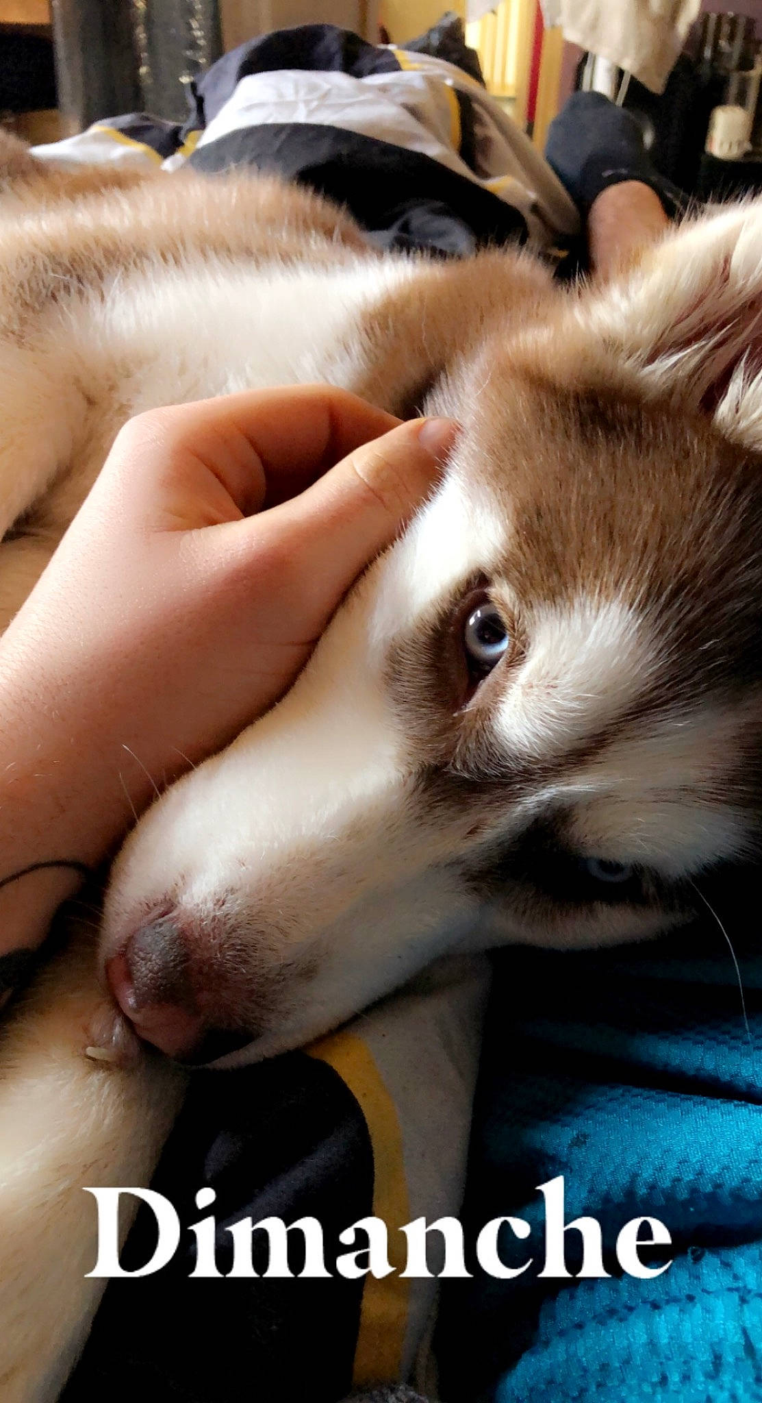 Siska participe au concours pour gagner de l'argent avec cette photo : canidae, carnivore, comfort, companion_dog, dog, dog_breed, eyelash, fawn, fur, gesture, nail, non_sporting_group, photo_caption, siberian_husky, sled_dog, small_to_medium_sized_cats, snout, sporting_group, whiskers, working_dog