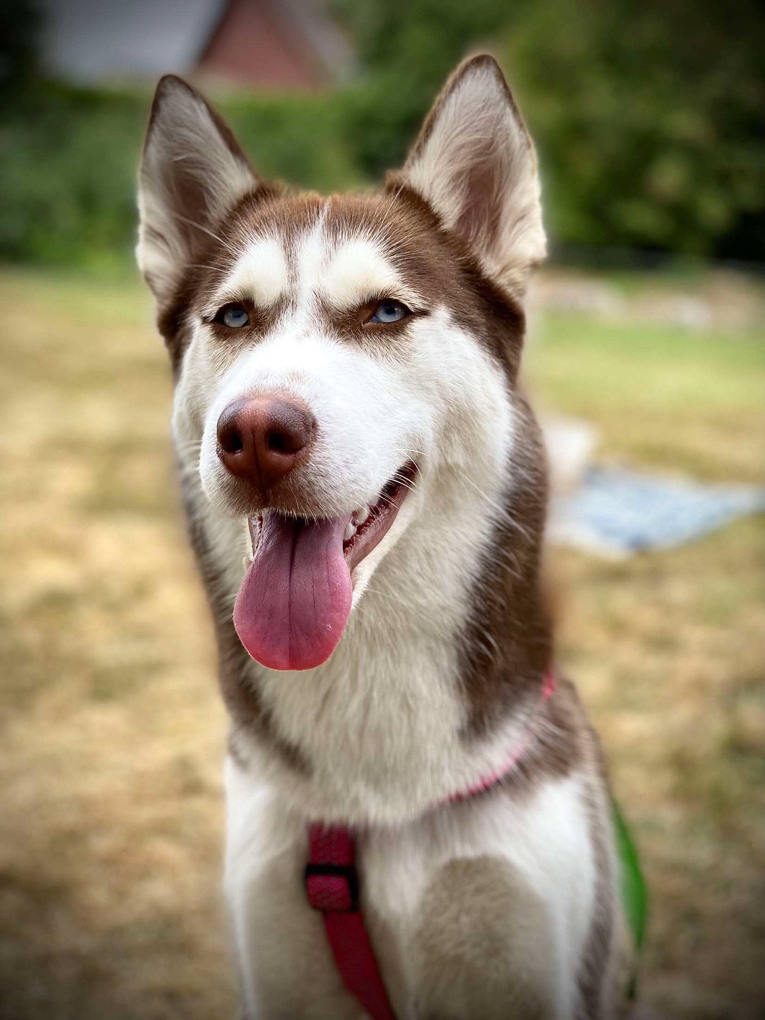 Siska a rejoint le concours — aidez-le/la à gagner de superbes lots ! ancient_dog_breeds, canidae, carnivore, collar, companion_dog, dog, dog_breed, dog_collar, fang, fur, happy, jaw, plant, sled_dog, snout, sporting_group, terrestrial_animal, whiskers, working_animal, working_dog