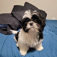 Tj Walker joined the competition — help win amazing prizes! puppy, dog, black_and_white, bed, blue_bedspread, indoor, pet, cute, fluffy, small_dog, fur, looking_up, adorable, animal, home, pillow, sleeping_area, companion, domestic, curious