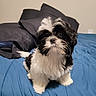 puppy, dog, black_and_white, bed, blue_bedspread, indoor, pet, cute, fluffy, small_dog, fur, looking_up, adorable, animal, home, pillow, sleeping_area, companion, domestic, curious