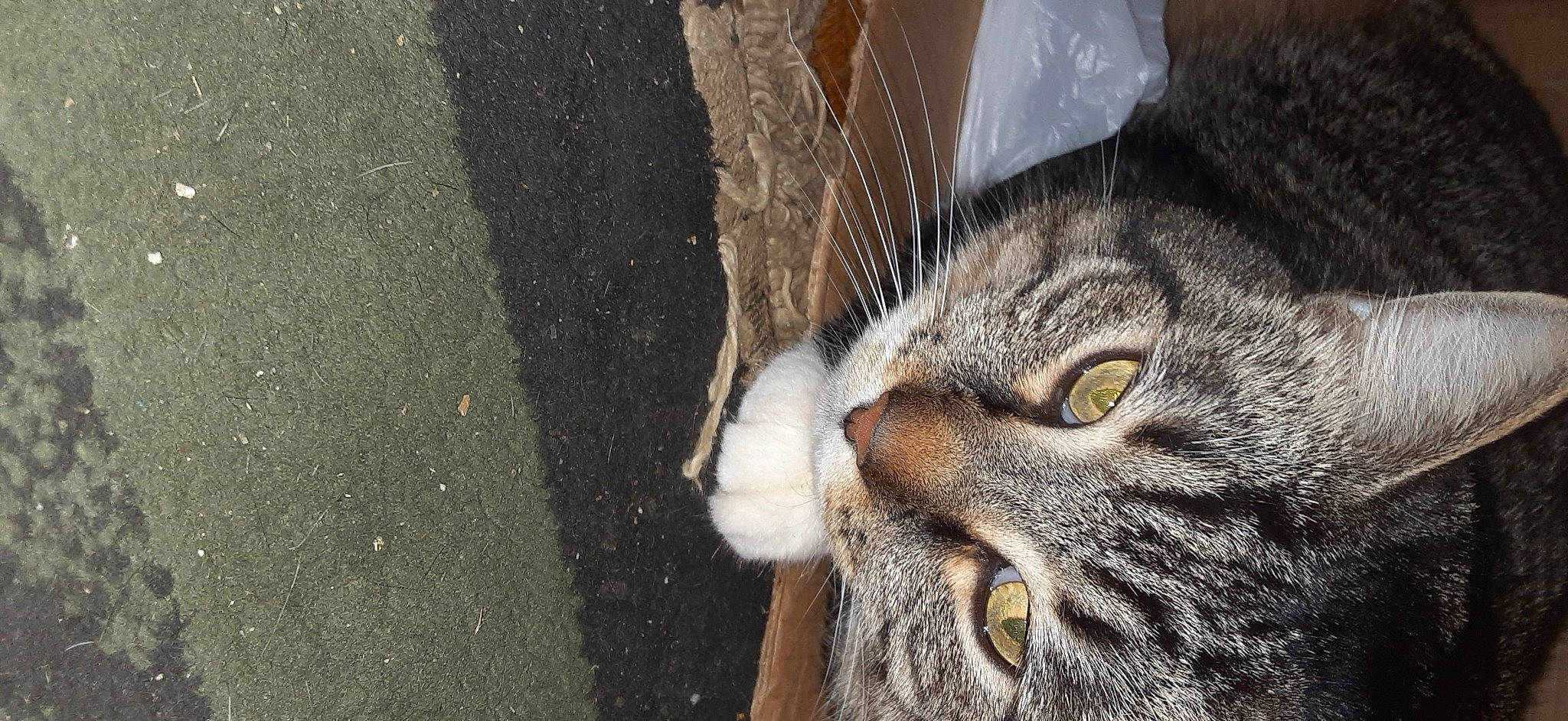 Finn is registered to the contest to win money with this photo: asphalt, carnivore, cat, concrete, domestic_short_haired_cat, ear, eye, felidae, fur, grey, head, natural_material, road_surface, small_to_medium_sized_cats, snout, tar, terrestrial_animal, whiskers, wildlife