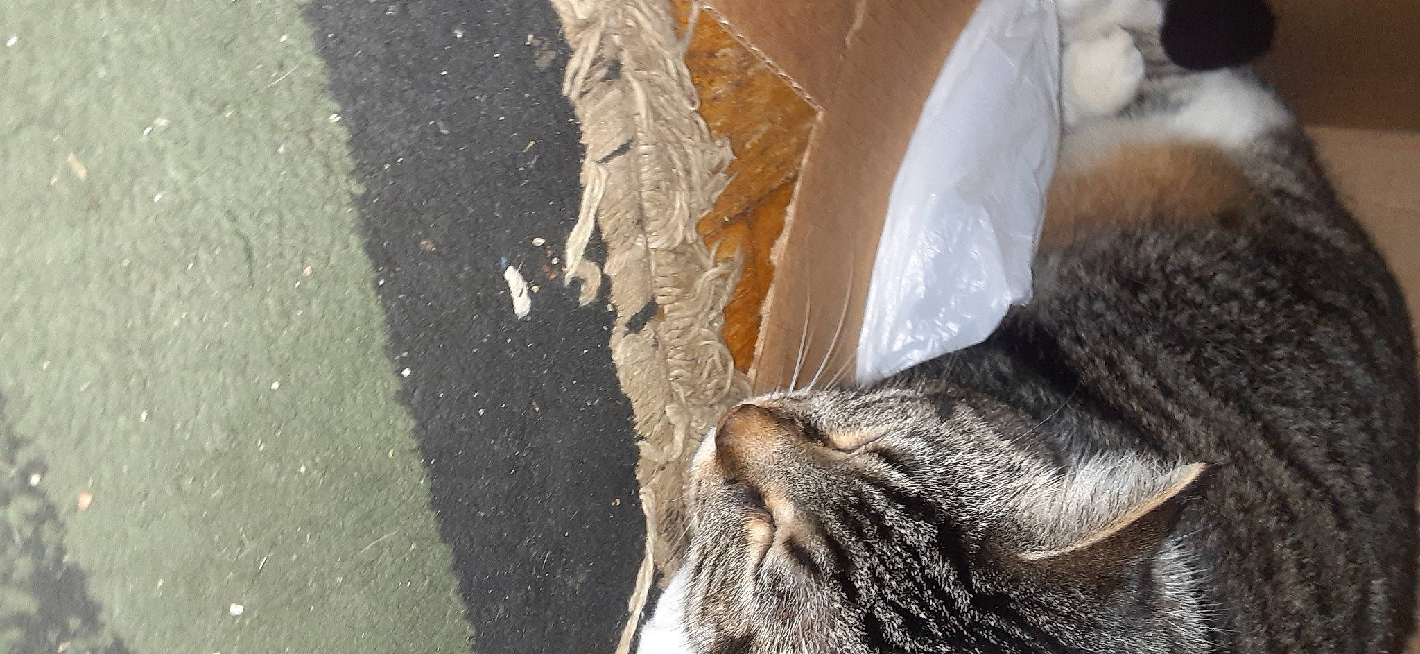 Finn joined the competition — help win amazing prizes! asphalt, carnivore, cat, claw, domestic_short_haired_cat, fawn, felidae, fur, grey, human_leg, paw, road_surface, small_to_medium_sized_cats, snout, tail, tar, tree, trunk, whiskers, wood