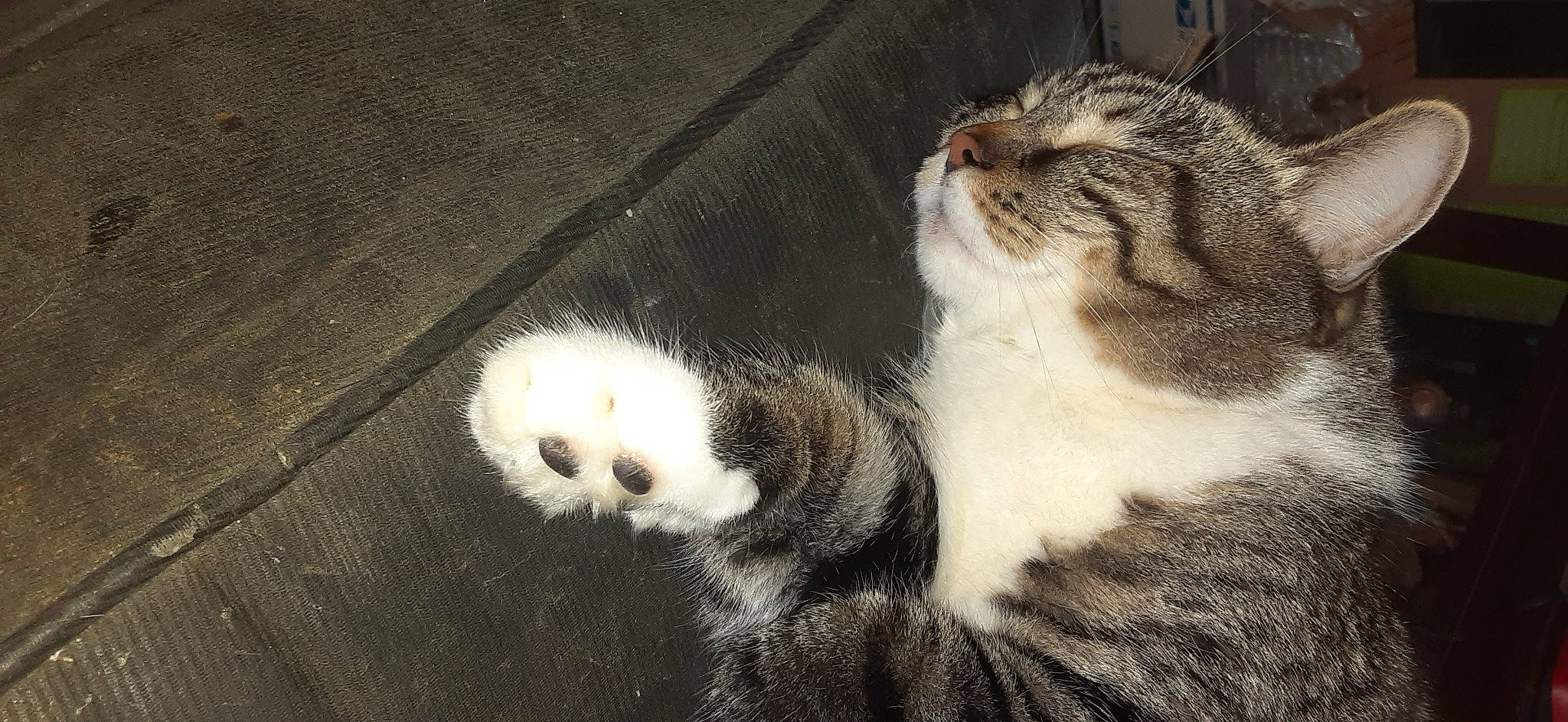 Finn is registered to the contest to win money with this photo: carnivore, cat, claw, comfort, darkness, domestic_short_haired_cat, eye, felidae, fur, paw, small_to_medium_sized_cats, snout, tail, terrestrial_animal, tree, whiskers, wildlife, wood