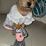 Piper is registered to the contest to win money with this photo: beige, couch, cozy, cute, dog, donkey, dress, eyes, fabric, indoor, pet, playful, plush_toy, puppy, scruffy, sitting, soft, stuffed_animal, toy, white_lace