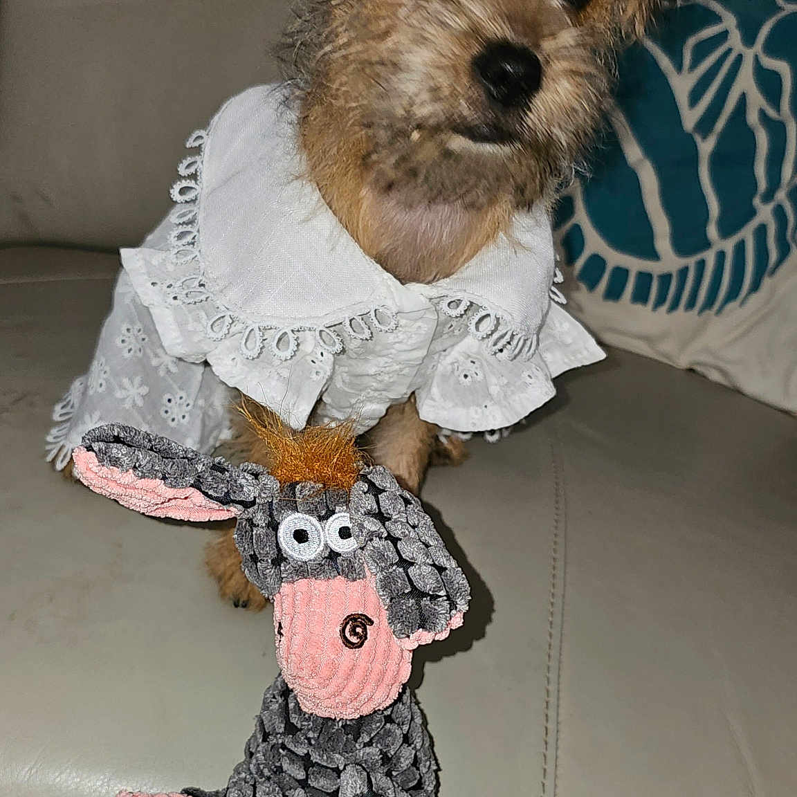Piper