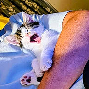 Pepe La Pew joined the competition — help win amazing prizes! kitten, cat, paw, yawning, person, arm, blanket, indoor, cute, sleepy, fur, claws, resting, pet, animal, cozy, curtain, human, skin, closeup