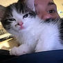 Pepe La Pew is registered to the contest to win money with this photo: kitten, cat, person, face, indoor, close_up, fluffy, sleepy, pet, animal, cute, feline, young_animal, cozy, portrait, domestic, whiskers, fur, companionship, home