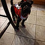 Midknight joined the competition — help win amazing prizes! animal, black_dog, cabinet, chair, clothing, costume, cute, dog, footwear, furry, home, indoor, looking_up, pet, red, shadow, shoes, small_dog, tile_floor, white