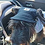 Midknight is registered to the contest to win money with this photo: accessory, animal, black_fur, canine, cap, car_door, car_interior, close_up, clothing, curious, cute, daylight, dog, leash, pet, seat, seatbelt, sunlight, tongue_out, window