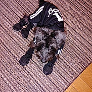 Midknight joined the competition — help win amazing prizes! animal, black_outfit, booties, carpet, clothing, curious, cute, dog, domestic, floor, fur, indoor, paw_protection, pet, pet_fashion, sitting, small_dog, striped_carpet, white_stripes, wooden_floor