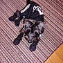 animal, black_outfit, booties, carpet, clothing, curious, cute, dog, domestic, floor, fur, indoor, paw_protection, pet, pet_fashion, sitting, small_dog, striped_carpet, white_stripes, wooden_floor