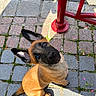 Lola a rejoint le concours — aidez-le/la à gagner de superbes lots ! dog, puppy, shepherd, sitting, outdoor, cobblestone, sidewalk, red_railing, sunlight, shadow, head_tilt, pointed_ears, black_mask, brown_fur, blue_collar, animal_portrait, curious, cute, street, pet