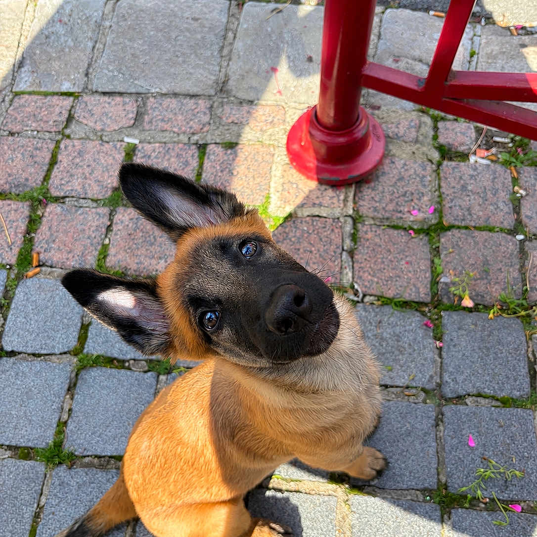 Lola a rejoint le concours — aidez-le/la à gagner de superbes lots ! dog, puppy, shepherd, sitting, outdoor, cobblestone, sidewalk, red_railing, sunlight, shadow, head_tilt, pointed_ears, black_mask, brown_fur, blue_collar, animal_portrait, curious, cute, street, pet