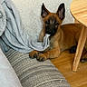 Lola a rejoint le concours — aidez-le/la à gagner de superbes lots ! puppy, dog, belgian_malinois, pet, animal, sitting, lying_down, brown_fur, black_mask, pointed_ears, cute, portrait, indoors, living_room, chair, blanket, wooden_floor, table, cozy, close_up