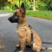 Lola participe au concours pour gagner de l'argent avec cette photo : dog, puppy, belgian_malinois, sitting, harness, leash, outdoor, park, path, autumn, trees, grass, leaves, brown_fur, black_mask, pointed_ears, animal_portrait, alert, daylight, nature