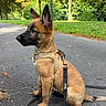 dog, puppy, belgian_malinois, sitting, harness, leash, outdoor, park, path, autumn, trees, grass, leaves, brown_fur, black_mask, pointed_ears, animal_portrait, alert, daylight, nature