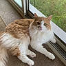 cat, orange_cat, white_cat, fluffy_fur, pet, indoor, carpet, sliding_door, window_screen, greenery, relaxed, domestic_animal, animal, cute, whiskers, paws, fur, looking_at_camera, resting, natural_light