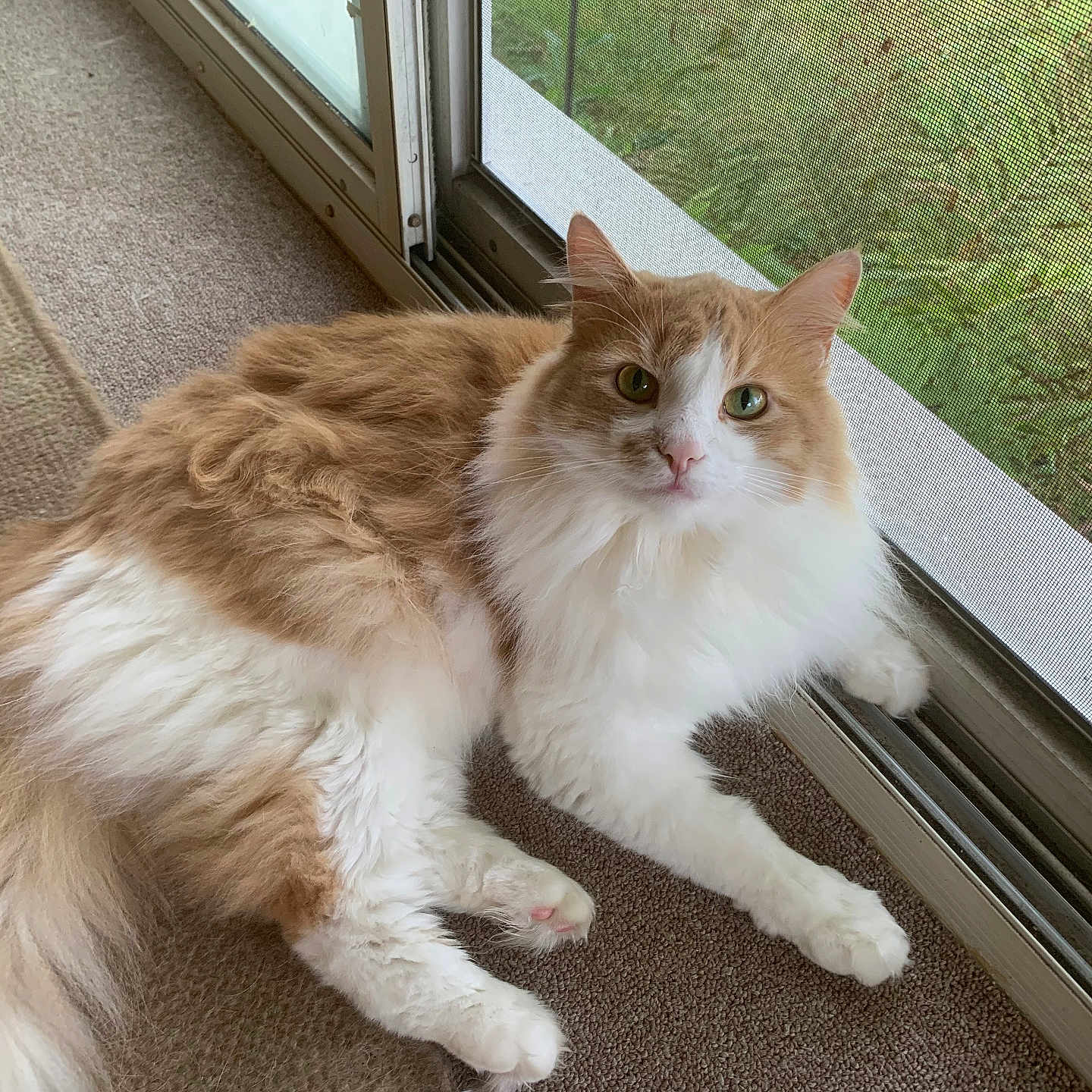 Gizmo