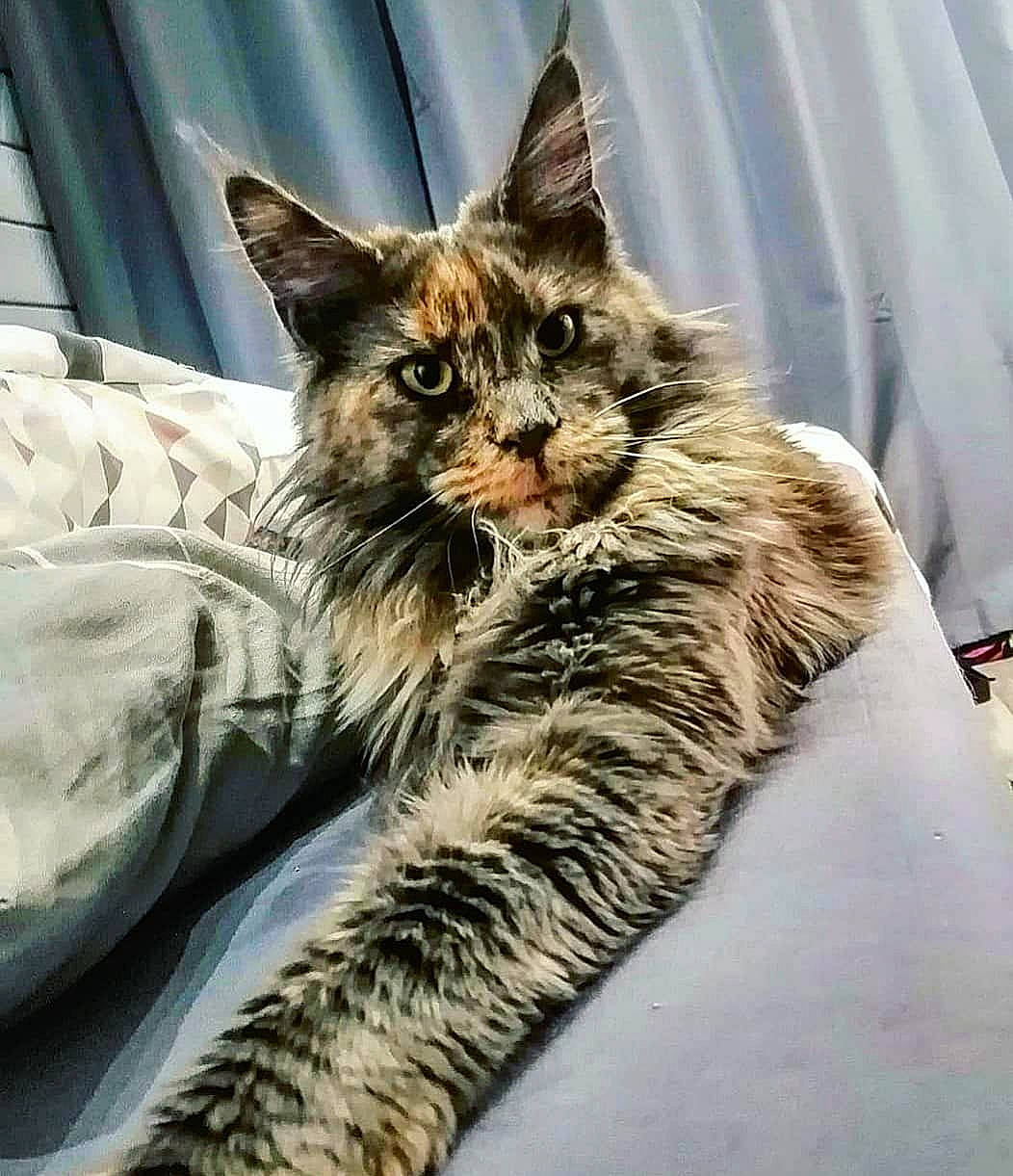 Cracotte a rejoint le concours — aidez-le/la à gagner de superbes lots ! american_shorthair, asian, british_semi_longhair, carnivore, cat, domestic_long_haired_cat, domestic_short_haired_cat, dragon_li, european_shorthair, felidae, kitten, maine_coon, mammal, norwegian_forest_cat, pixie_bob, small_to_medium_sized_cats, tabby_cat, vertebrate, whiskers, wild_cat