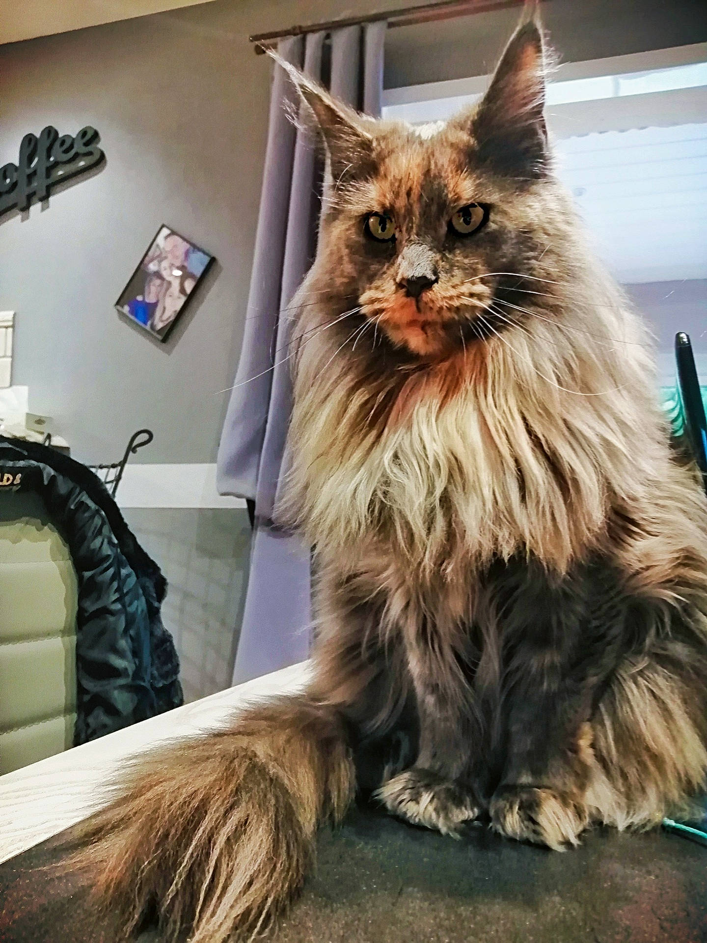 Cracotte participe au concours pour gagner de l'argent avec cette photo : carnivore, cat, domestic_long_haired_cat, fawn, felidae, fur, kitten, maine_coon, mammal, norwegian_forest_cat, ragamuffin, small_to_medium_sized_cats, whiskers