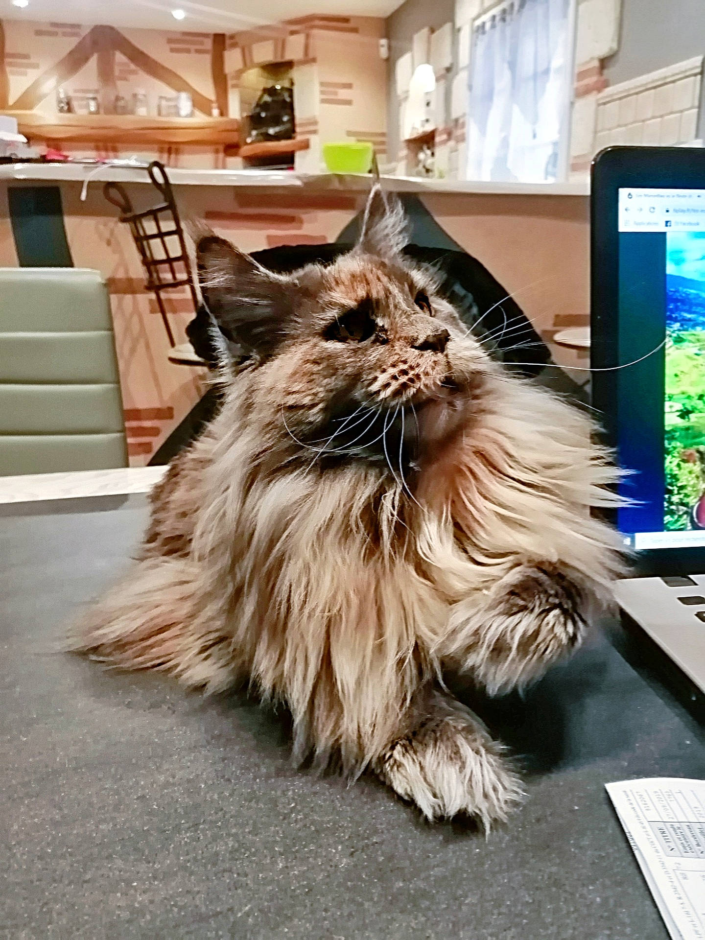 Cracotte a rejoint le concours — aidez-le/la à gagner de superbes lots ! british_longhair, carnivore, cat, domestic_long_haired_cat, fawn, felidae, fur, maine_coon, mammal, norwegian_forest_cat, persian, ragamuffin, siberian, small_to_medium_sized_cats, whiskers