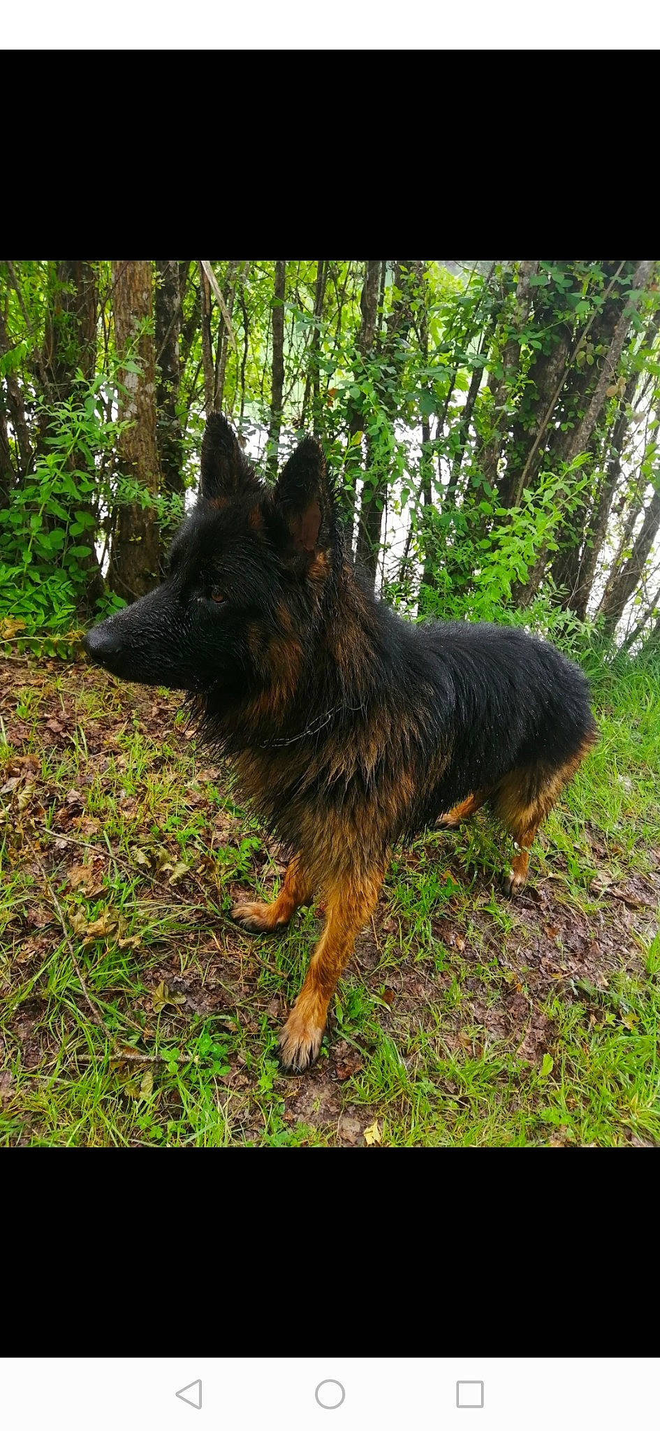 Killer participe au concours pour gagner de l'argent avec cette photo : bohemian_shepherd, canidae, carnivore, dog, dog_breed, east_european_shepherd, german_shepherd_dog, herding_dog, king_shepherd, kunming_wolfdog, mammal, old_german_shepherd_dog, shiloh_shepherd_dog, tervuren, tree, vertebrate, working_dog