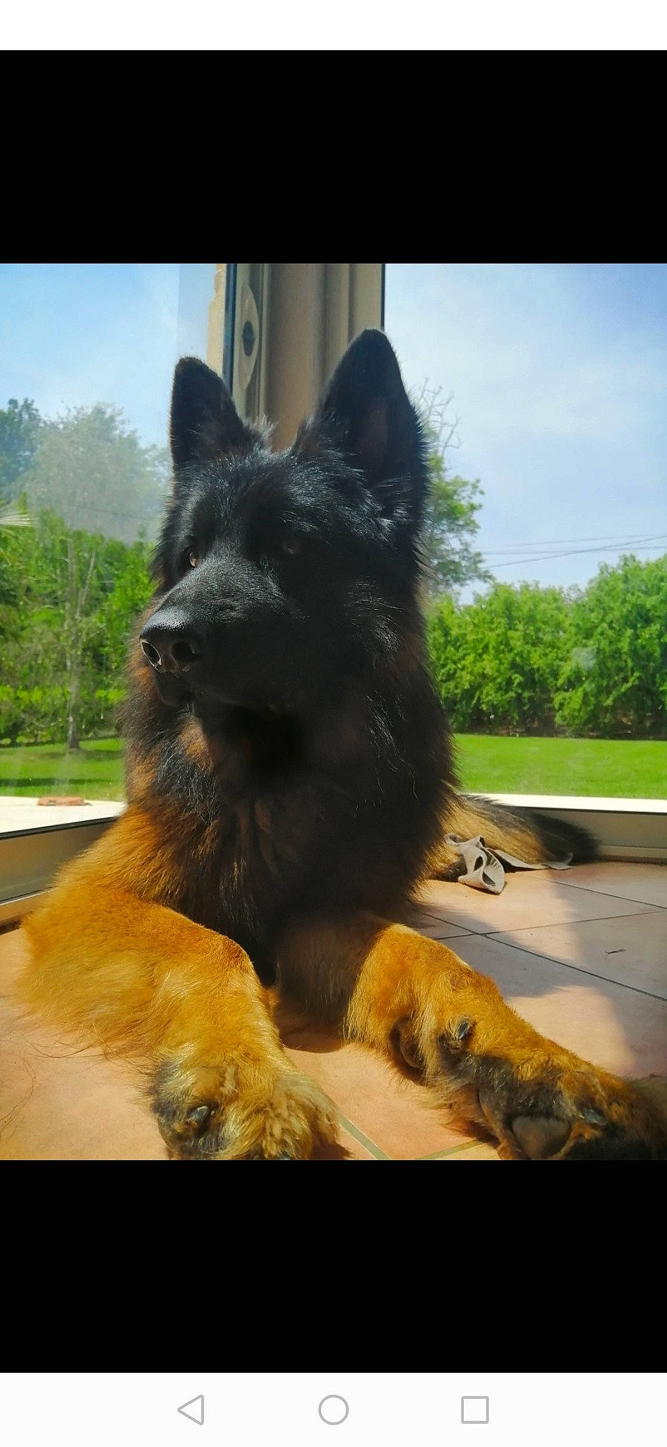 Killer a rejoint le concours — aidez-le/la à gagner de superbes lots ! belgian_shepherd, belgian_shepherd_malinois, bohemian_shepherd, canidae, carnivore, dog, dog_breed, dutch_shepherd_dog, german_shepherd_dog, king_shepherd, kunming_wolfdog, mammal, old_german_shepherd_dog, shiloh_shepherd_dog, snout, tervuren, vertebrate