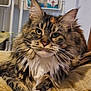 cat, fluffy, tabby, indoor, cushion, relaxed, pet, feline, whiskers, ears, household, shelf, fur, closeup, comfort, mammal, animal, tabby_cat, resting, domestic_cat