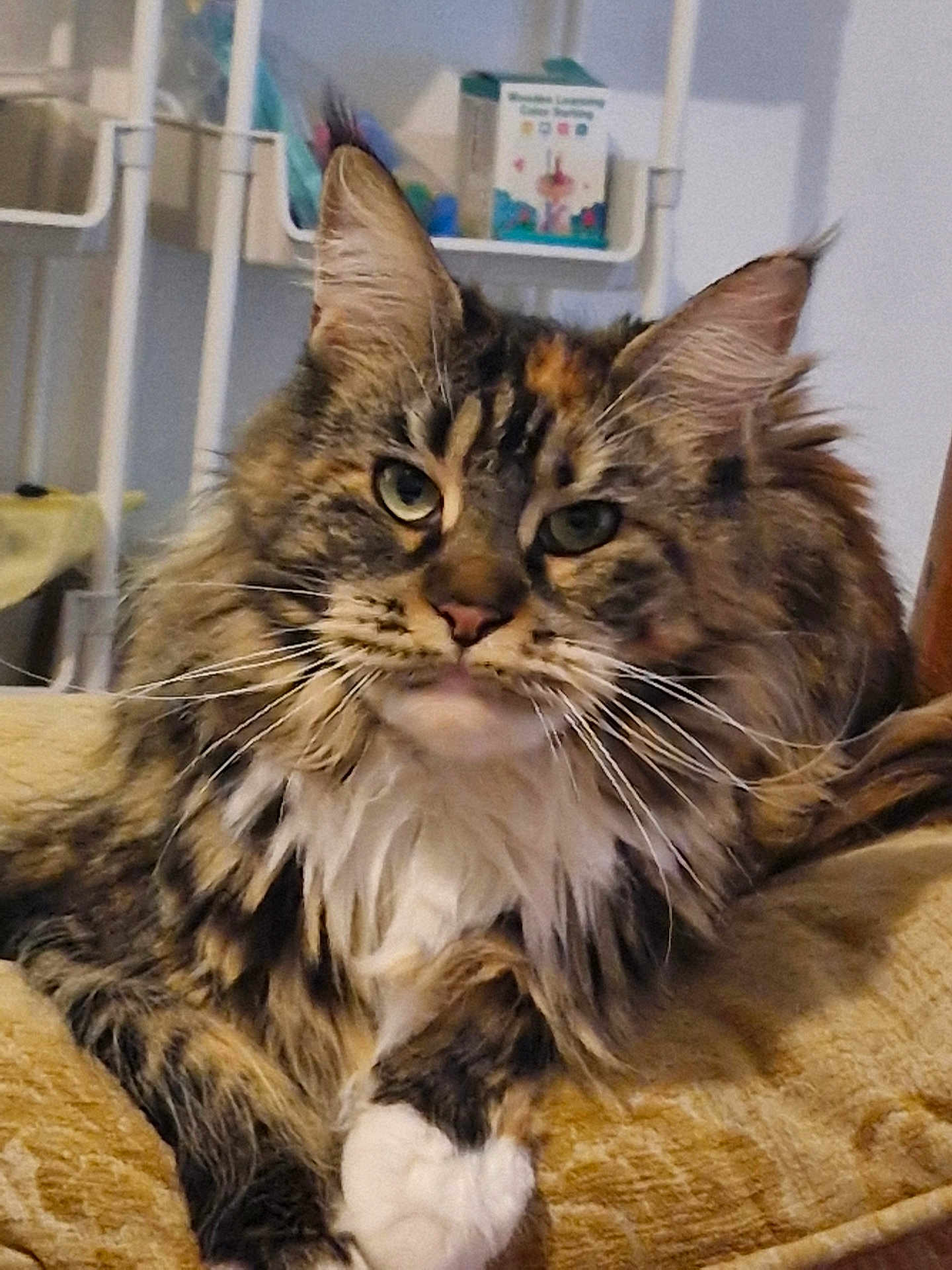 Kiara a rejoint le concours — aidez-le/la à gagner de superbes lots ! cat, fluffy, tabby, indoor, cushion, relaxed, pet, feline, whiskers, ears, household, shelf, fur, closeup, comfort, mammal, animal, tabby_cat, resting, domestic_cat
