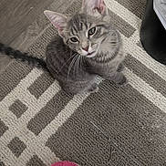 Missy joined the competition — help win amazing prizes! cat, kitten, gray_cat, tabby, striped, rug, carpet, slipper, pink_slipper, trash_can, floor, whiskers, ears, looking_up, pet, cute, close_up, indoor, curious, sitting