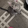 carpet, cat, close_up, curious, cute, ears, floor, gray_cat, indoor, kitten, looking_up, pet, pink_slipper, rug, sitting, slipper, striped, tabby, trash_can, whiskers